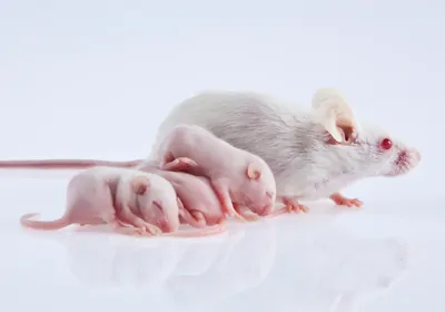 white mouse with pups white mouse with pups